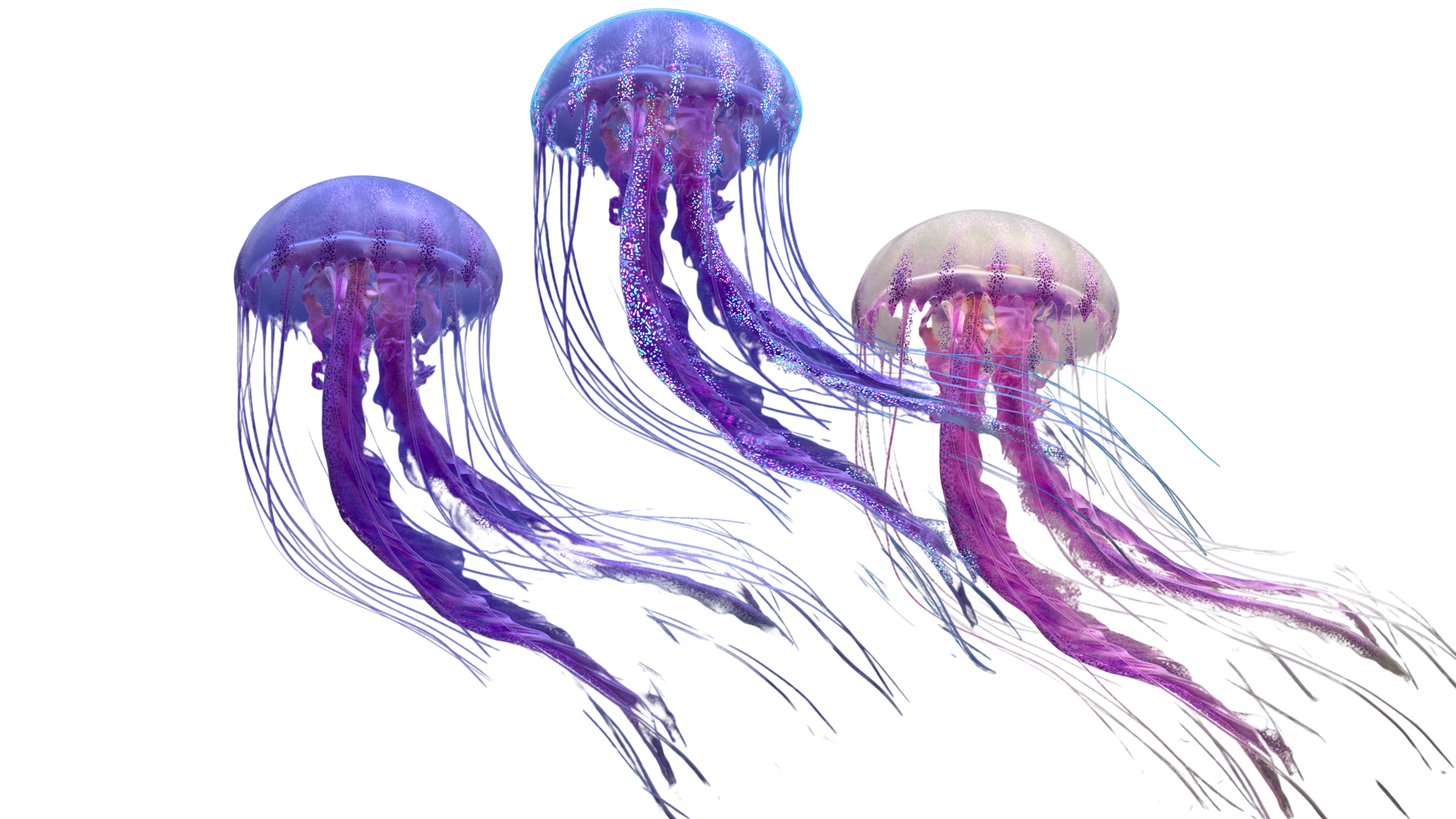 JELLYFISH.png